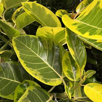 Ficus altissima - 'Variegata' Asian Council Tree