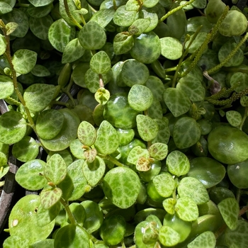 Peperomia prostrata - String of Turtles