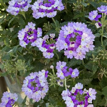 Verbena - Superbena Sparkling® Amethyst