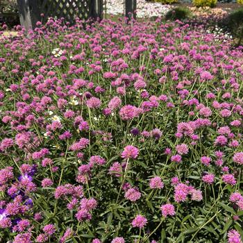 Gomphrena pulchella (Globe Amaranth) - Truffula™ 'Pink'
