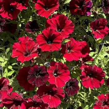 Petunia - Supertunia® 'Black Cherry®'