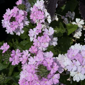 Verbena - Superbena® Pink Cashmere™