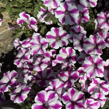 Petunia - Supertunia® 'Lovie Dovie™'