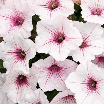 Petunia - Supertunia Vista® 'Silverberry'