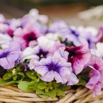 Petunia - 'Mambo GP Vein Mix'