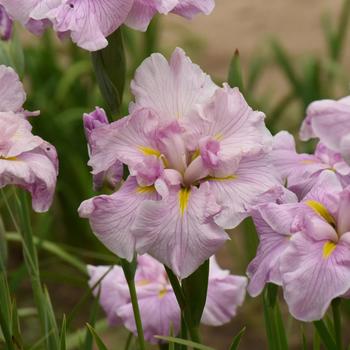 Iris ensata - 'Pinkerton' Japanese Iris