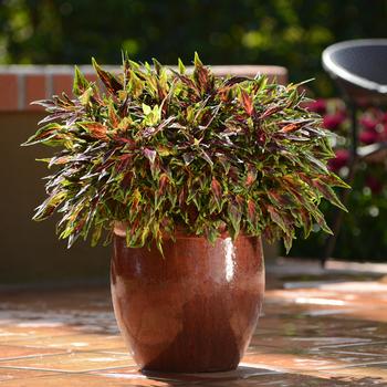 Coleus - FlameThrower™ 'Chili Pepper'