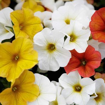 Petchoa (Petunia/Calibrachoa) - SuperCal® Premium 'Citrus Mix'