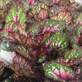 Begonia rex-cultorum (Rex Begonia) - Dibs™ 'Rothko'
