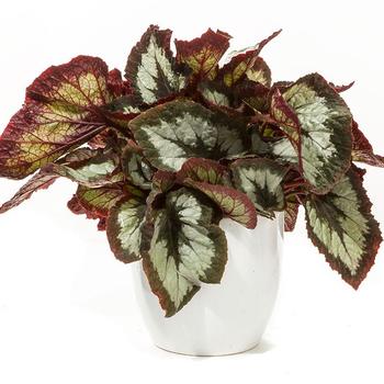 Begonia rex-cultorum (Rex Begonia) - Dibs™ 'Tuxedo'