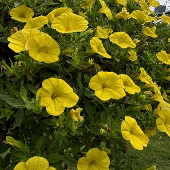 Calibrachoa (Mini Petunia) - Cabaret® 'Yellow Golden'