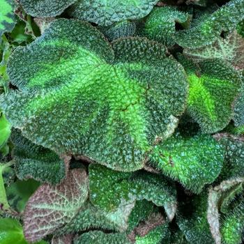 Begonia soli-mutata - Sun-changing Begonia