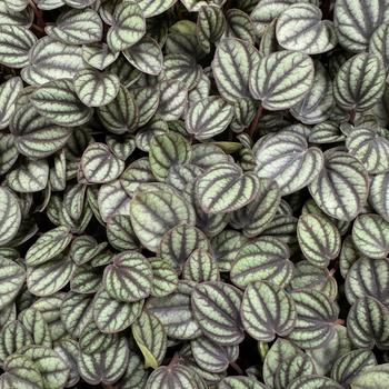 Peperomia albovittata - 'Piccolo Banda'