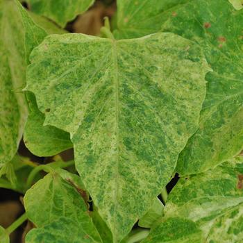 Ipomoea batatas (Sweet Potato Vine) - Sweet Georgia® 'Green Splash'
