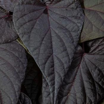 Ipomoea batatas (Sweet Potato Vine) - Sweet Georgia® 'Purple Heart'