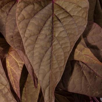 Ipomoea batatas (Sweet Potato Vine) - Sweet Georgia® 'Red Heart'