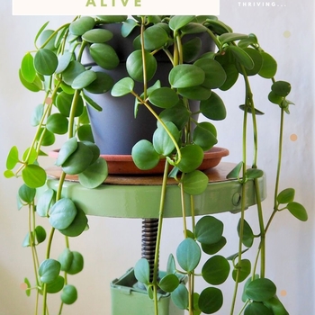 Peperomia rotundifolia - 'Hope'