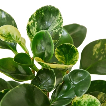 Peperomia obtusifolia - 'Marble' Oval-leaf Peperomia