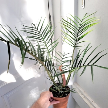 Philodendron tortum - Fernleaf Philodendron