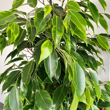 Ficus benjamina - Weeping Fig