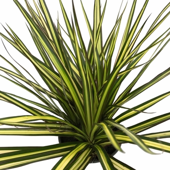 Dracaena marginata - 'Kiwi' Kiwi Dracaena