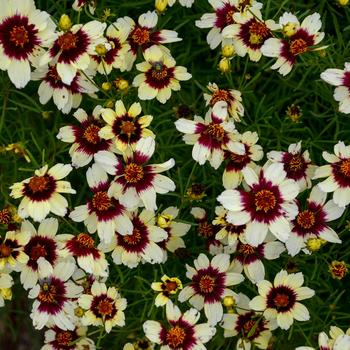 Coreopsis (Tickweed) - Sizzle & Spice® 'Red Hot Vanilla'