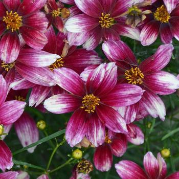 Coreopsis (Tickweed) - Sizzle & Spice® 'Zesty Zinger'