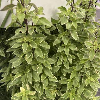 Ocimum basilicum - 'Pesto Perpetuo' Basil