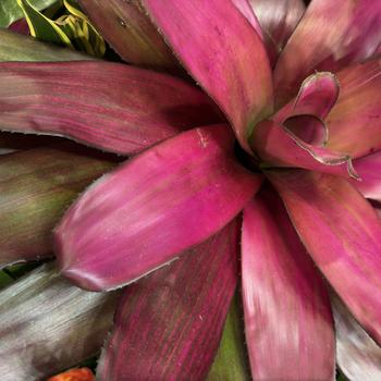 Neoregelia - 'Voodoo Doll' Neo Bromeliad
