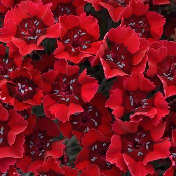 Dianthus - Everlast™ Red