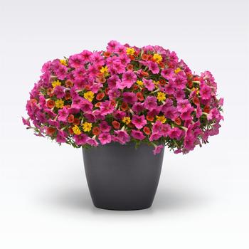 Combination Planter () - MixMasters™ 'Mambo'