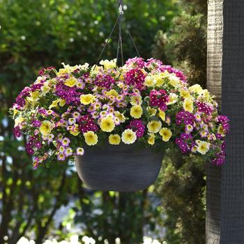 Combination Planter - MixMasters™ 'Great Escape'