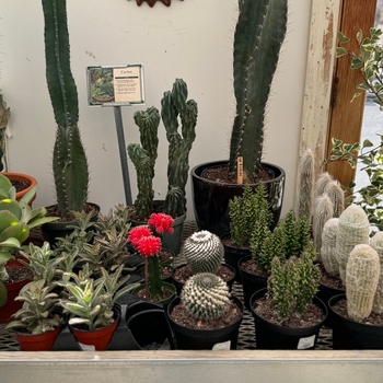 Cactus ssp. - Cactus