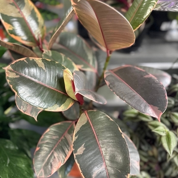 Ficus elastica - 'Ruby' Rubber Tree
