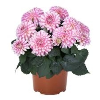 Dahlia - Hypnotica® 'Red Velvet'