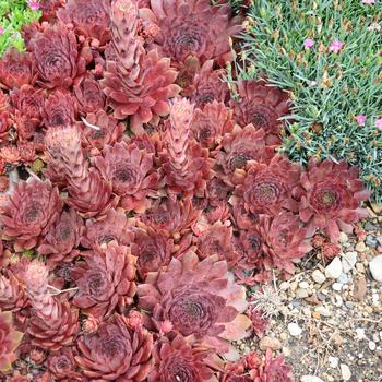 Sempervivum - 'Peggy' Hens and Chicks