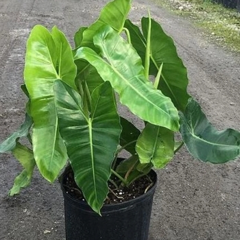 Philodendron - 'Burle Marx'