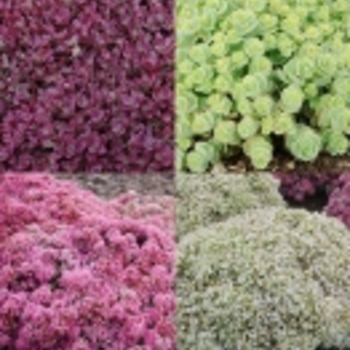 Sedum - Assorted Stonecrop