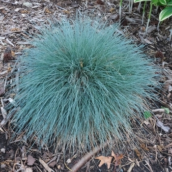 Festuca - 'Cool as Ice'