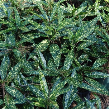 Aucuba japonica - 'Hosoba Hoshifu' Laurel