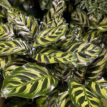 Maranta leuconeura - 'Lemon Lime' Prayer Plant