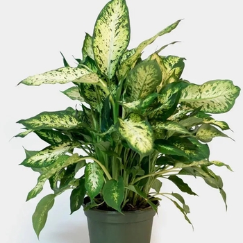 Dieffenbachia - Assorted Dumb Cane