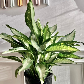 Dieffenbachia - 'Panther' Dumbcane