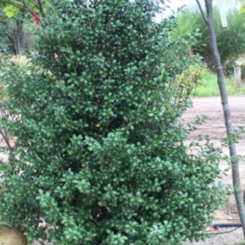 Ilex crenata - 'Chesapeake' Japanese Holly