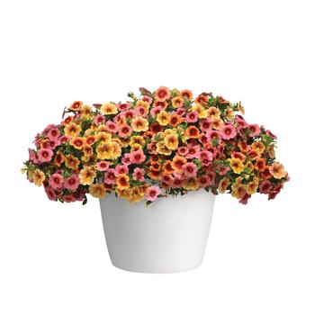 Combination Planter - Trixi® 'Batting Eyes'