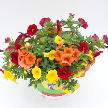 Combination Planter - Trixi® 'Sunset'