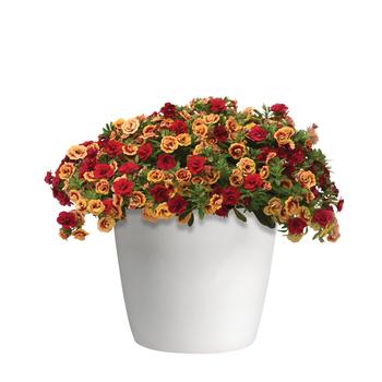 Combination Planter - Trixi® 'Double the Heat'