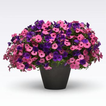 Combination Planter - MixMasters™ 'Tart Deco'