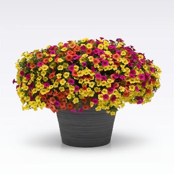 Combination Planter - MixMasters™ 'Tropicali'