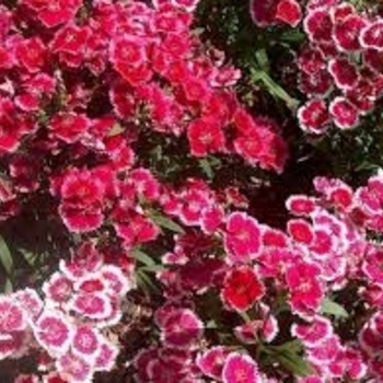 Dianthus chinensis (Pinks) - Coronet™ 'Mix'